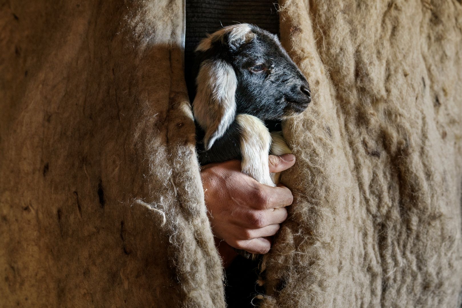 Shepherd,Warms,The,Little,Lamb,With,Love