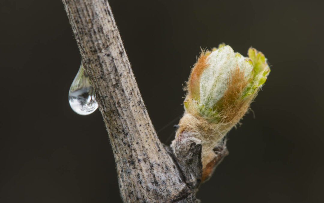 Branches in the Vine – series (1)