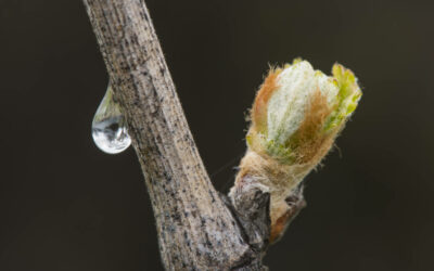 Branches in the Vine – series (1)